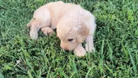 Ginkgo, a male Goldendoodle for sale in Strawberry Plains, TN – 2 of 4