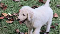 Birch, a male Goldendoodle for sale in Strawberry Plains, TN – 3 of 7