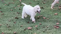Snow, a male Goldendoodle for sale in Strawberry Plains, TN – 8 of 10
