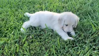 Dusty , a male Goldendoodle for sale in Strawberry Plains, TN – 1 of 3