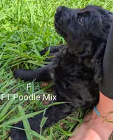 Pearl, a female German Shepherd Dog and Poodle - Standard  for sale in Strawberry Plains, TN – 4 of 5
