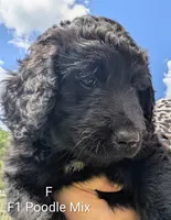 Pearl, a female German Shepherd Dog and Poodle - Standard  for sale in Strawberry Plains, TN – 3 of 5