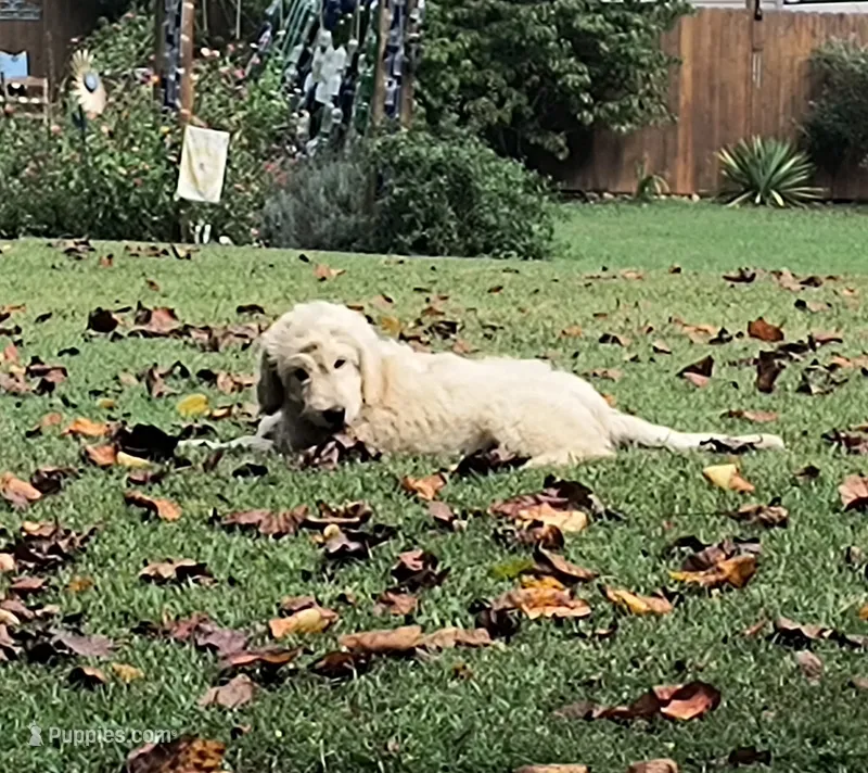Sunny – Goldendoodle puppy for sale in Strawberry Plains, TN