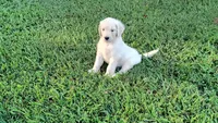 Lily, a female Goldendoodle for sale in Strawberry Plains, TN – 4 of 4