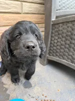 Buddy, a male German Shepherd Dog and Poodle - Standard  for sale in Strawberry Plains, TN – 4 of 7