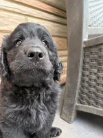 Buddy, a male German Shepherd Dog and Poodle - Standard  for sale in Strawberry Plains, TN – 2 of 7