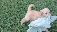 Sunflower, a female Goldendoodle for sale in Strawberry Plains, TN – 2 of 5