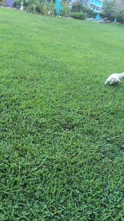 Birch, a male Goldendoodle for sale in Strawberry Plains, TN – 5 of 5