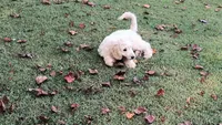 Snow, a male Goldendoodle for sale in Strawberry Plains, TN – 9 of 10