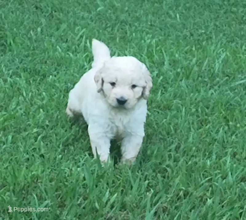 Cleome  – Goldendoodle puppy for sale in Strawberry Plains, TN