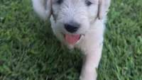 Cotton , a male Goldendoodle for sale in Strawberry Plains, TN – 2 of 5