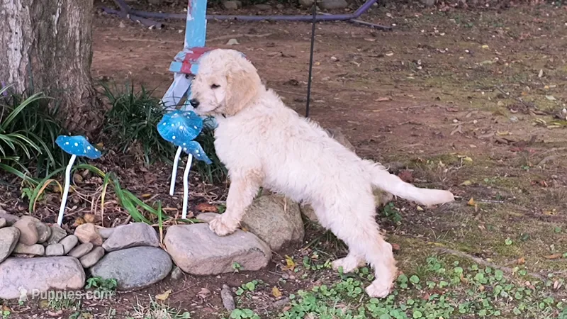 Birch – Goldendoodle puppy for sale in Strawberry Plains, TN