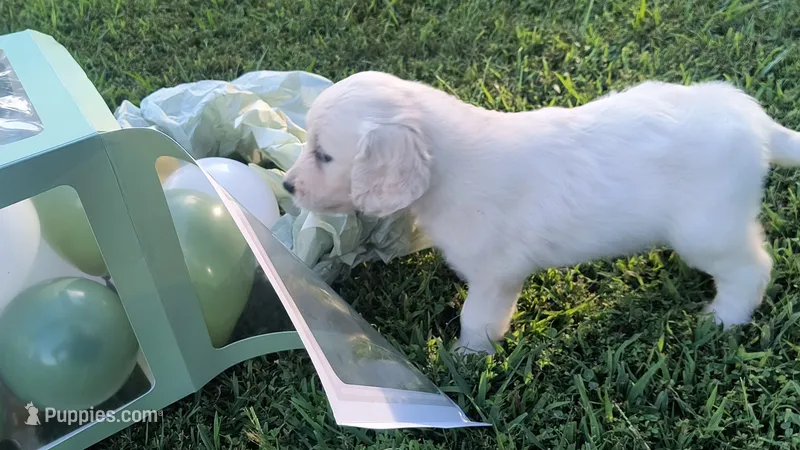 Lily – Goldendoodle puppy for sale in Strawberry Plains, TN