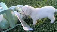 Lily, a female Goldendoodle for sale in Strawberry Plains, TN – 1 of 4