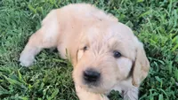 Ginkgo, a male Goldendoodle for sale in Strawberry Plains, TN – 3 of 4