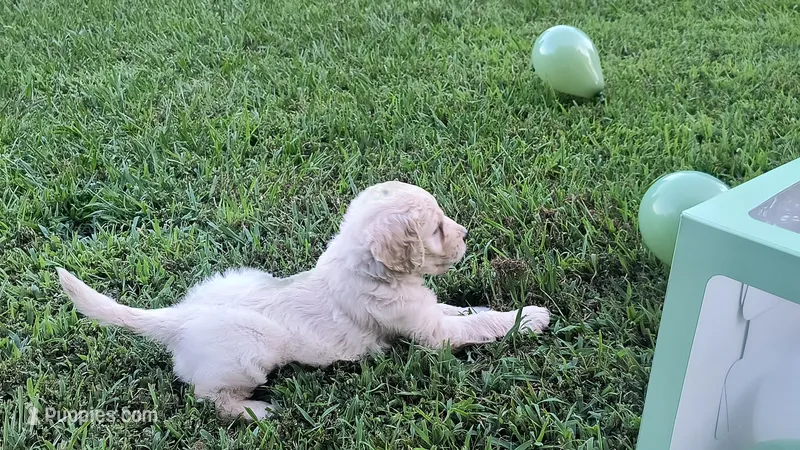 Iberis – Goldendoodle puppy for sale in Strawberry Plains, TN