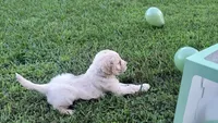 Iberis, a male Goldendoodle for sale in Strawberry Plains, TN – 1 of 4
