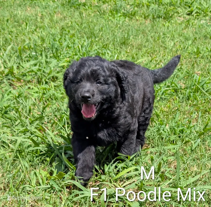 Buddy – German Shepherd Dog, Poodle - Standard  puppy for sale in Strawberry Plains, TN