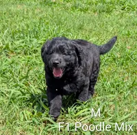 Buddy, a male German Shepherd Dog and Poodle - Standard  for sale in Strawberry Plains, TN – 1 of 7