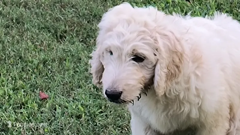 Snow – Goldendoodle puppy for sale in Strawberry Plains, TN