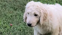 Snow, a male Goldendoodle for sale in Strawberry Plains, TN – 1 of 10