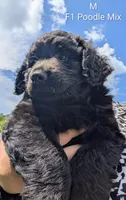 Buddy, a male German Shepherd Dog and Poodle - Standard  for sale in Strawberry Plains, TN – 3 of 7