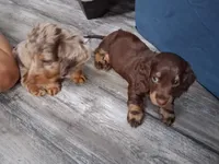 Chocolate & tan long hair male, a male Miniature Dachshund for sale in San Antonio, TX – 2 of 7
