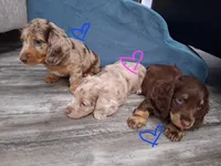 Chocolate & cream dapple, long hair girl, a female Miniature Dachshund for sale in San Antonio, TX – 2 of 5