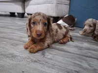 Chocolate dapple, long hair male, a male Miniature Dachshund for sale in San Antonio, TX – 3 of 6