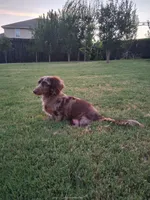Chocolate & tan long hair male, a male Miniature Dachshund for sale in San Antonio, TX – 5 of 7