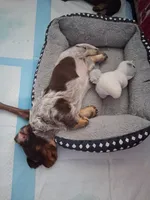 Chocolate & white piebald long hair male, a male Miniature Dachshund for sale in San Antonio, TX – 3 of 6