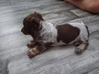 Chocolate & white piebald long hair male, a male Miniature Dachshund for sale in San Antonio, TX – 4 of 6