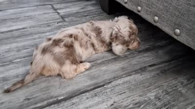 Blind Chocolate & cream dapple, long hair girl, a female Miniature Dachshund for sale in San Antonio, TX – 5 of 8
