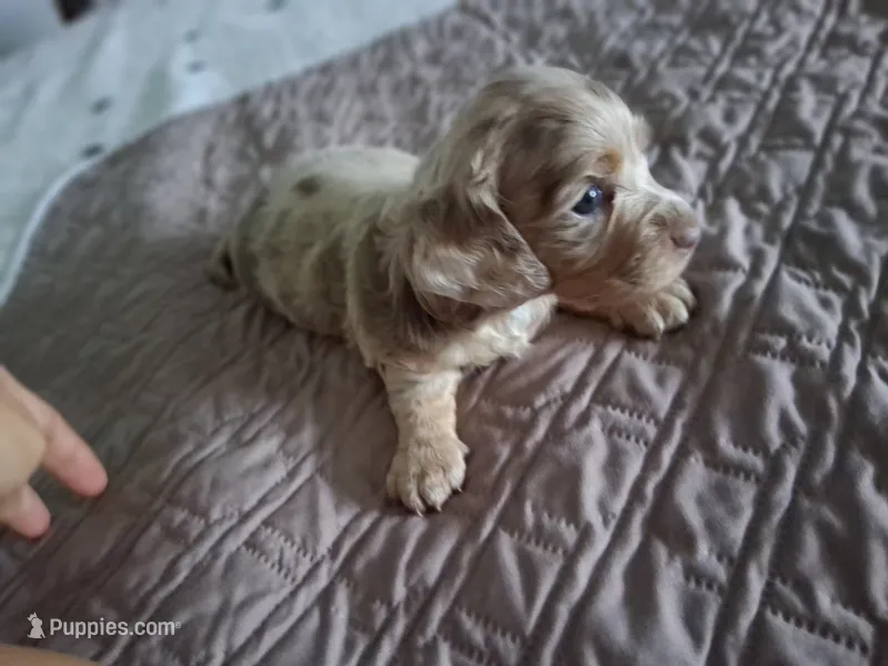 Chocolate & cream dapple, long hair girl – Miniature Dachshund puppy for sale in San Antonio, TX