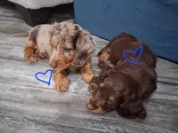 Chocolate dapple, long hair male, a male Miniature Dachshund for sale in San Antonio, TX – 4 of 6