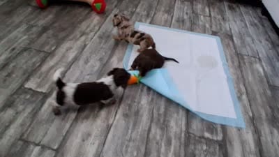 Chocolate & tan long hair male, a male Miniature Dachshund for sale in San Antonio, TX – 7 of 7