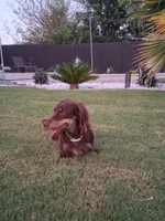 Chocolate & cream dapple, long hair girl, a female Miniature Dachshund for sale in San Antonio, TX – 5 of 5