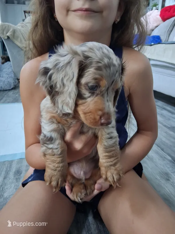 Chocolate dapple, long hair male – Miniature Dachshund puppy for sale in San Antonio, TX