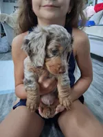 Chocolate dapple, long hair male, a male Miniature Dachshund for sale in San Antonio, TX – 1 of 6