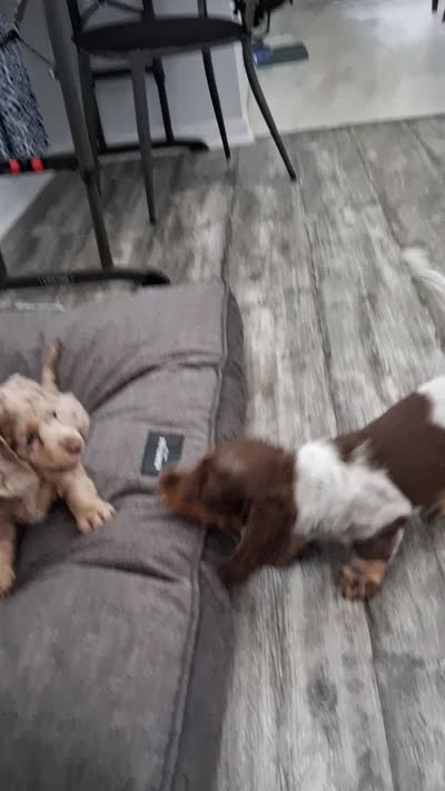 Blind Chocolate & cream dapple, long hair girl, a female Miniature Dachshund for sale in San Antonio, TX – 6 of 8