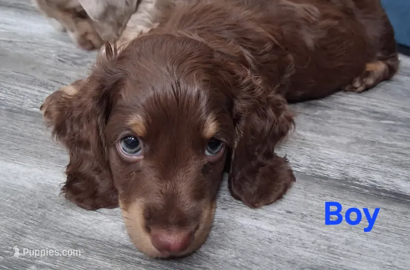 Chocolate & tan long hair male – Miniature Dachshund puppy for sale in San Antonio, TX