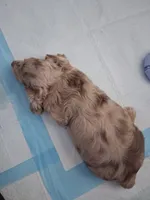 Chocolate & cream dapple, long hair girl, a female Miniature Dachshund for sale in San Antonio, TX – 3 of 5