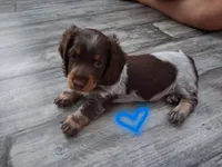 Chocolate & white piebald long hair male, a male Miniature Dachshund for sale in San Antonio, TX – 1 of 6