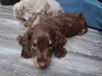Chocolate & tan long hair male, a male Miniature Dachshund for sale in San Antonio, TX – 3 of 7