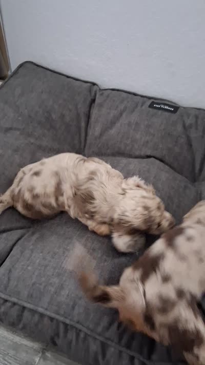 Blind Chocolate & cream dapple, long hair girl, a female Miniature Dachshund for sale in San Antonio, TX – 4 of 8