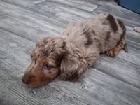 Chocolate dapple, long hair male, a male Miniature Dachshund for sale in San Antonio, TX – 2 of 6