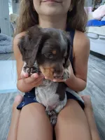 Chocolate & white piebald long hair male, a male Miniature Dachshund for sale in San Antonio, TX – 2 of 6