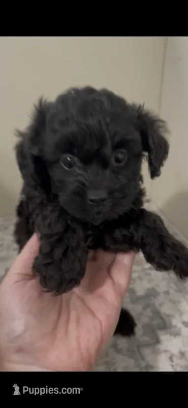 Jet – Shihpoo puppy on hold in Madisonville, TX