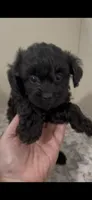 Jet, a male Shihpoo for sale in Madisonville, TX – 1 of 2