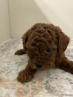 Jax (AKC) , a male Poodle - Toy  for sale in Madisonville, TX – 1 of 3